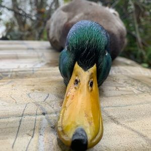 Meet your Posher, Roberto